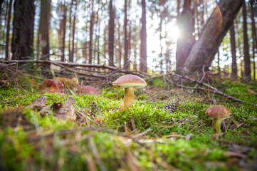 great brown bay bolete - imleria badaia, collecting mushrooms during forest waltk in autumn
