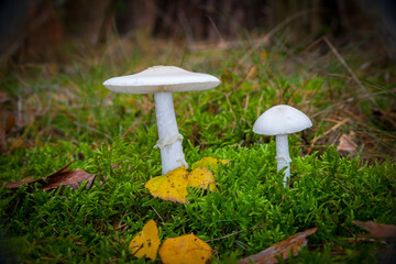two white mushrooms on forest ground or underleaf in great autumn, green grass, yellow leafs