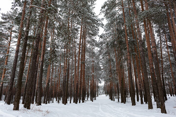 Fototapeta premium Winter snowy pine forest, snow, frost, winter.