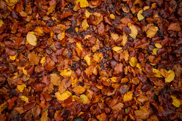 colorful leaves on the ground, autumn background