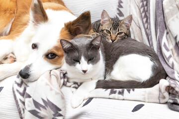 Fototapeta na wymiar A cute Border Collie, a gray and white cat and an American kitten lying together on a sofa. Concept of good coexistence.