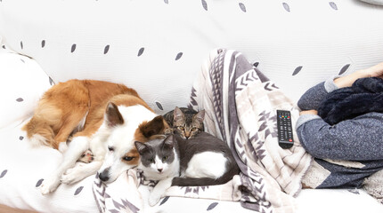 A woman, a border collie and two cats lying together on a sofa. Watching TV.