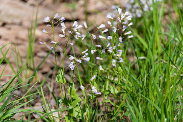 Purple Cress Wildflowers Blooming In Spring