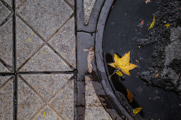 Chão rustico de calçada escura com textura e folha de árvore colorida amarela com reflexo na água