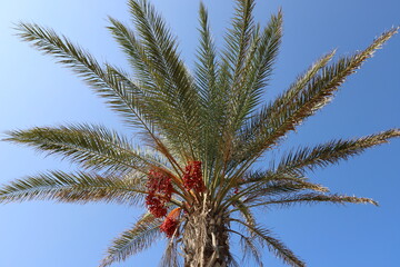 Obraz na płótnie Canvas Date palm in a city park in Israel.