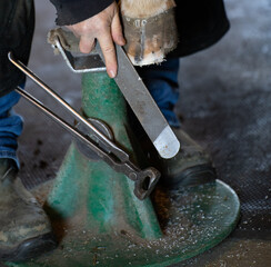 horse hoof being trimmed with metal file by equine blacksmith or farrier pinchers attached by...