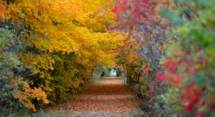 fall pathway with autumn  leaves on the trees and fallen leaves on the trail or road framed path and leading lines into the trees of green yellow red and orange leaves room for type horizontal format 
