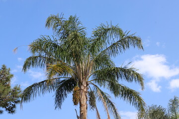 Date palm in a city park in Israel.