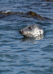 The seal © Konrad