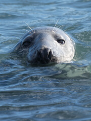 The seal © Konrad