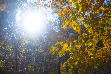 sparkle sun push through the red dry tree branch, natural autumn forest background
