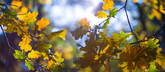closeup red dry oak tree branch in forest, natural seasonal background