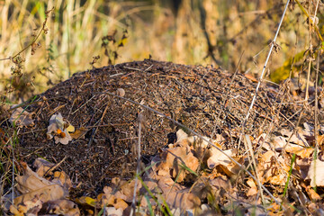 closeup anthill