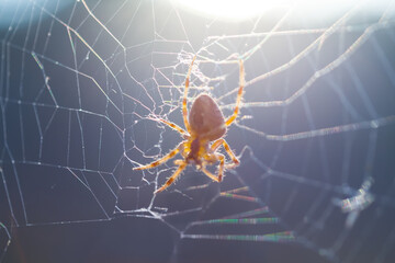 closeup spider on web in light of sun, natural animal background