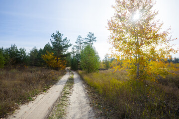 Fototapeta na wymiar ground road through the forest at sunny autumn day