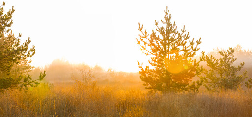 forest glade in light of sun, early morning forest glade scene