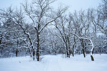 Fototapeta na wymiar quiet forest glade in snow, winter snowbound forest scene