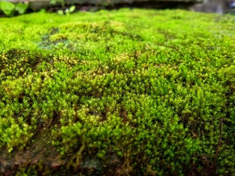 green moss background, moss thrives on the rocks near the river 