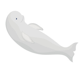 colored beluga design