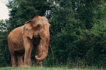 Asian elephant cow wild and free in nature. Responsible and animal friendly elephant sanctuary in...
