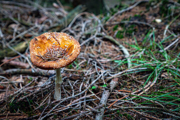 Wulstlingsverwande brauner Pilz im Wald 