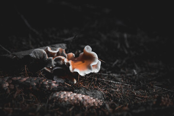 Austern Seitling Brauner Pilz im Wald im Herbst 