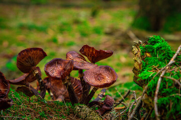 Rindenschwammverwandten Braune Pilze im Wald 