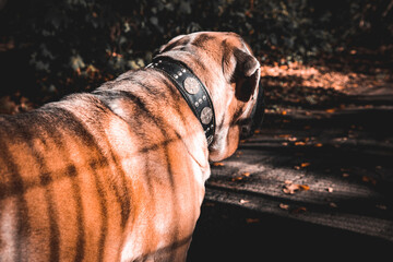 Cane Corso brauner Hund im Wald 