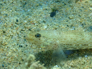 Slender goby (Gobius geniporus) close-up undersea, Aegean Sea, Greece, Halkidiki
