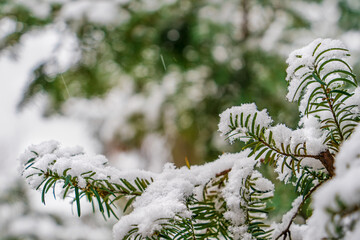 The first white snow on the green branches of yew, background winter image on the theme of Christmas and New Year, beautiful frosty weather on nature outdoors, selective focus and copy space