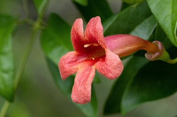 Closeup shot of a  trumpet creeper or trumpet vine (Campsis)