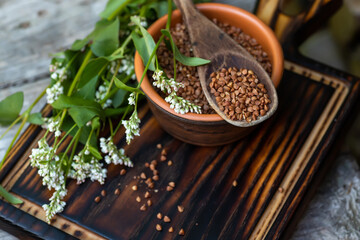 A wooden spoonful of fried buckwheat on a clay plate full of dry cereals with gluten. Blooming fresh Fagopyrum flowers, a good honey plant. Dietary granules of an edible nutritious vegetable.