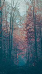 abstract  picture of dark and moody forest in fall
