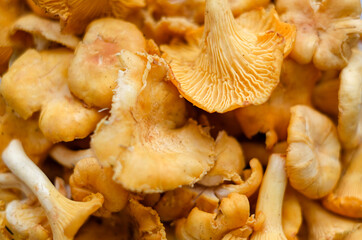 Close-up texture of mushrooms of the chanterelle family. Beautiful bright background for your projects