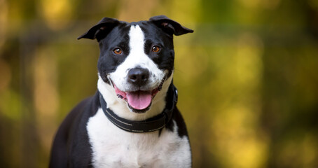 A black and white Pit Bull Terrier mixed breed dog looking at the camera with a happy expression