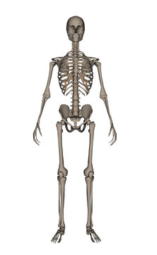Human skeleton - 3D render