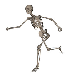 Human skeleton running- 3D render