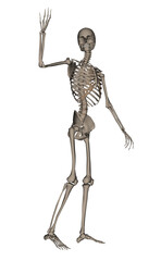 Human skeleton saying goodbye - 3D render