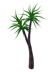 Obraz premium Aloe barberae tree, a. bainesii - 3D render