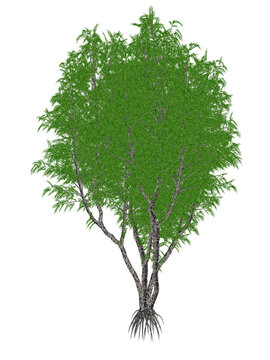 African or lagos mahogany tree, khaya ivorensis - 3D render