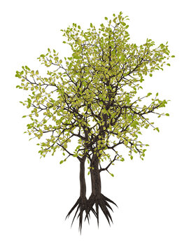 Egyptian carissa tree, c. edulis - 3D render