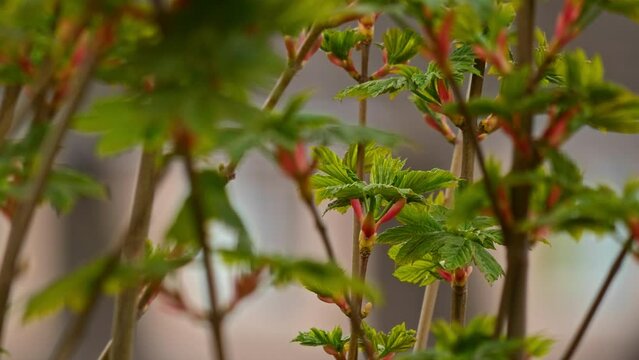 Emerging flowers and foliage of Acer pseudoplatanus shivering in the breeze