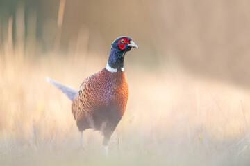 pheasant in the wild