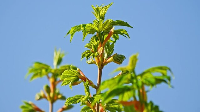 Emerging flowers and foliage of Acer pseudoplatanus  on the background of a blue sky
