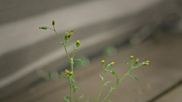 Senecio sylvaticus shivering in the wind
