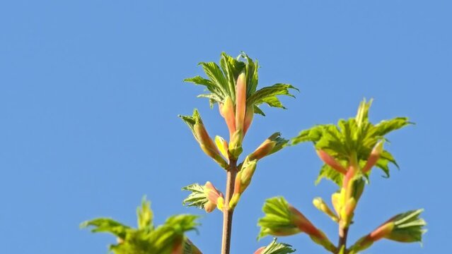 Flowers and foliage of Acer pseudoplatanus on the background of a blue sky