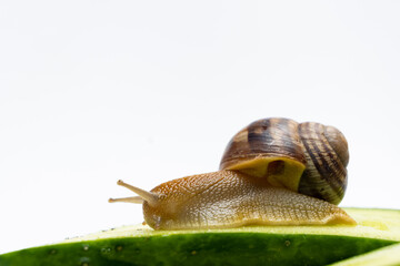 Large grape garden snail Helix pomatia sits and eats cucumber. A place for text on a white background.