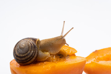 Beautiful large snail Helix pomatia sits on an apricot, a place for text.
