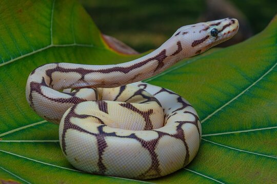 Closeup shot of a ball python (Python regius) on a green leaf