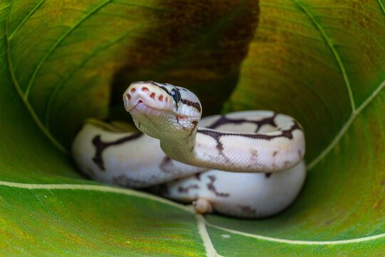 Closeup shot of a ball python (Python regius) on a green leaf